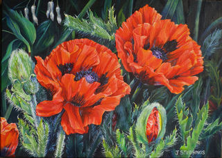 Poppies 2 