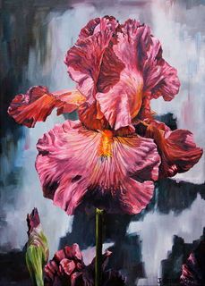 The Iris