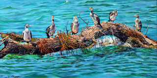 Shags on a Log